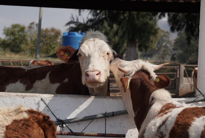 Gusano barrenador suma 571 casos en Michoacán; lanzan estrategia para control y erradicación
