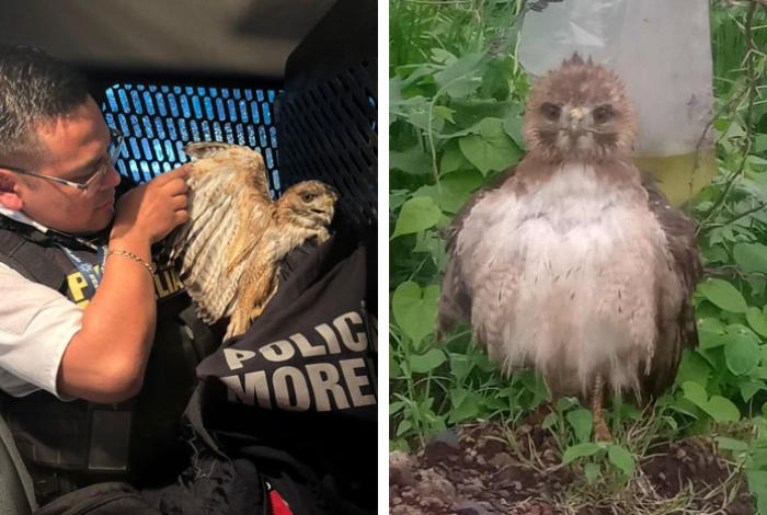 Halcón cola roja hallado en la colonia San José Itzícuaro presentaba signos de estrés y desnutrición: Policía Morelia