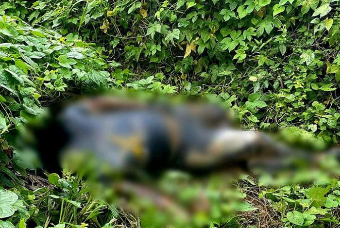 Hallan a un hombre decapitado y cientos de cartuchos de alto poder en Lázaro Cárdenas