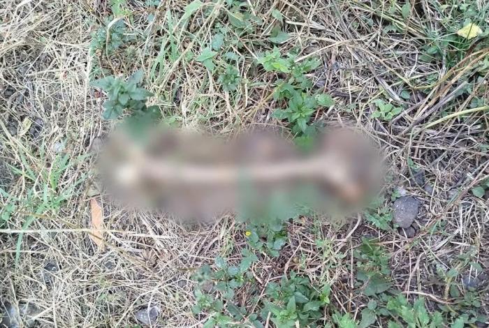 Hallan restos humanos en un lote baldío de una colonia de Morelia