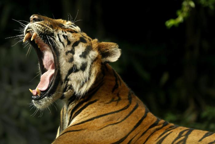 Han desaparecido el 97 % de los tigres; cazadores trafican sus huesos y venden su piel, garras y colmillos