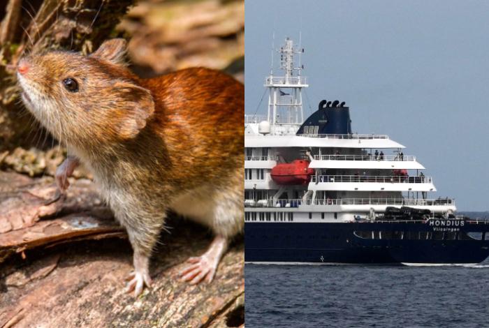 Hantavirus 2026: OMS advierte sobre posibles nuevos casos en días
