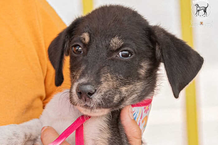 ¡Haz espacio en tu corazón! Adopta un amigo peludo este domingo en Morelia