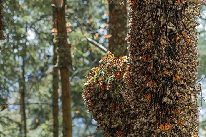 Hipótesis de migrar mariposa monarca de Michoacán debe tomarse en serio: Alejandro Méndez