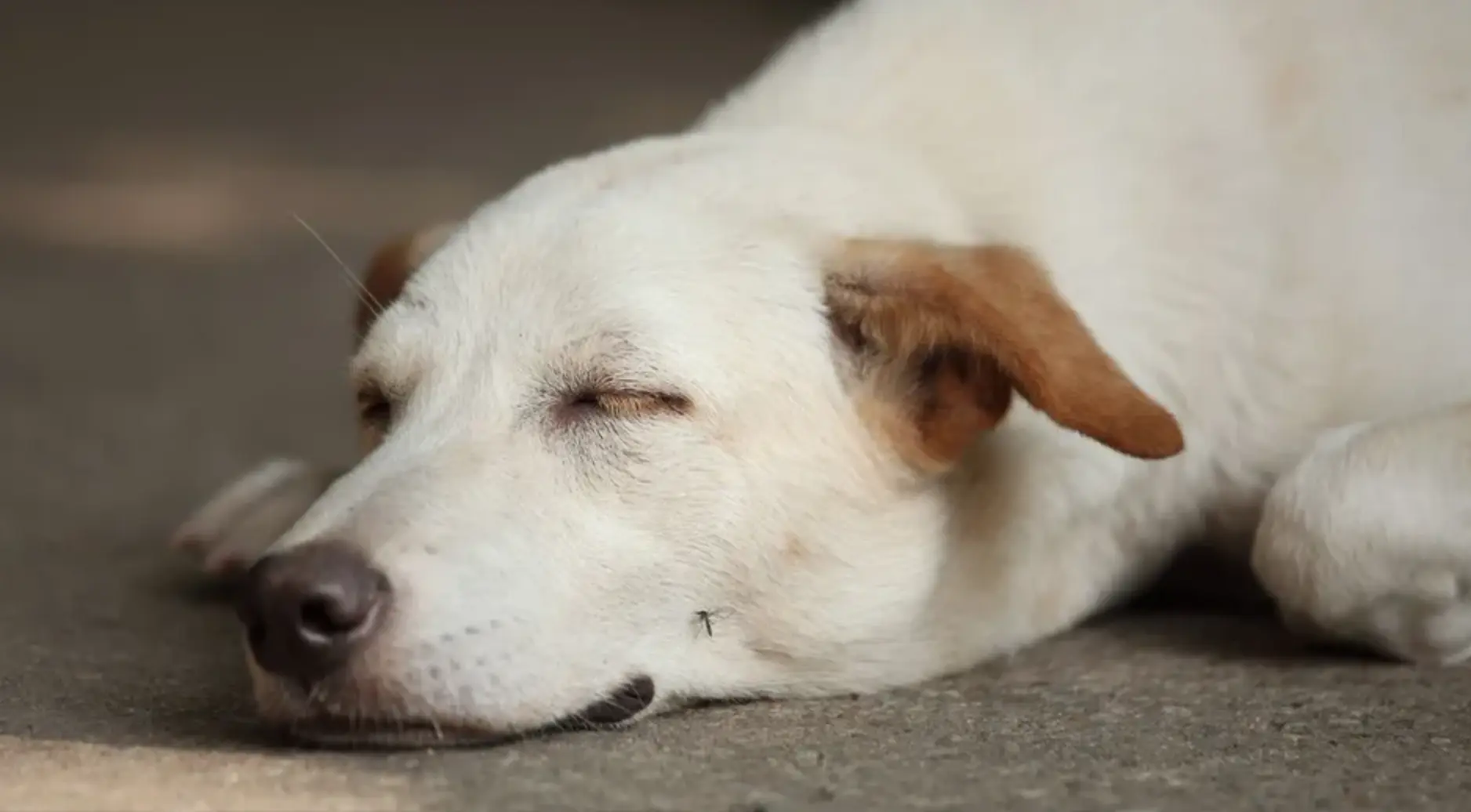 Histórico: la Fiscalía de Puebla realiza primer protocolo forense por muerte de un perrito