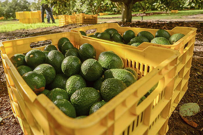 Hoy lanzan Pro-Forest Avocado, certificación estatal para que el aguacate pueda exportarse