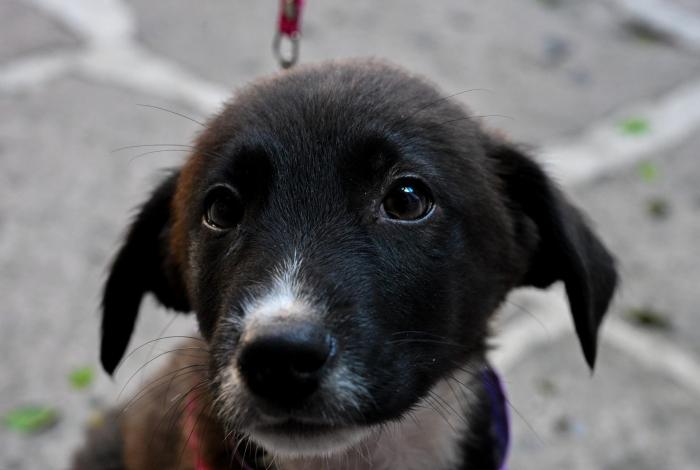‘Huella Solidaria’, animalitos rescatados del abandono en busca de hogar