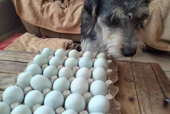 ¡Huevos, huevos, llévele, llévele!