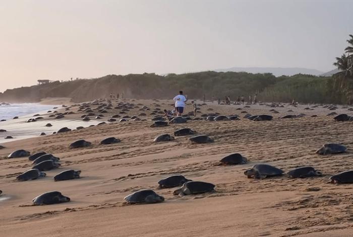 Huracán Polo deja daños menores en ramadas y campos tortugueros de la costa michoacana