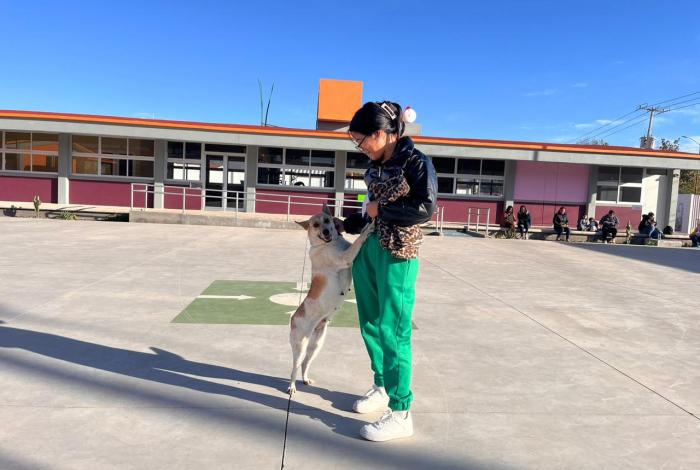 Icatmi impulsa bienestar animal con el curso de Estética Canina Básica