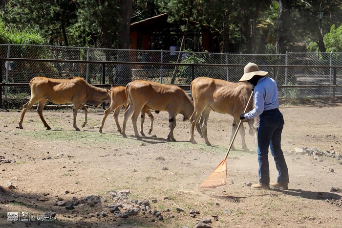  #IMÁGENES #8M / Araceli, Ericka y Maritza cuidan con pasión a las aves de Selva Mexicana y a los rumiantes del Zoológico de Morelia.