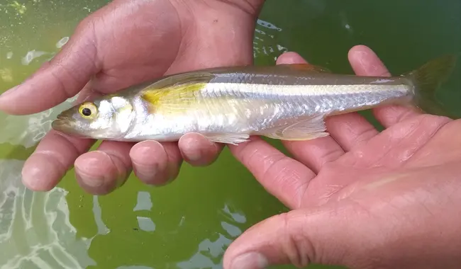 Impulsa proyecto el Tec de Pátzcuaro para cuidar peces únicos del lago