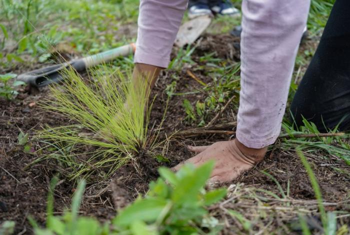 Incentivan reforestación en segundo anillo periférico, en Morelia