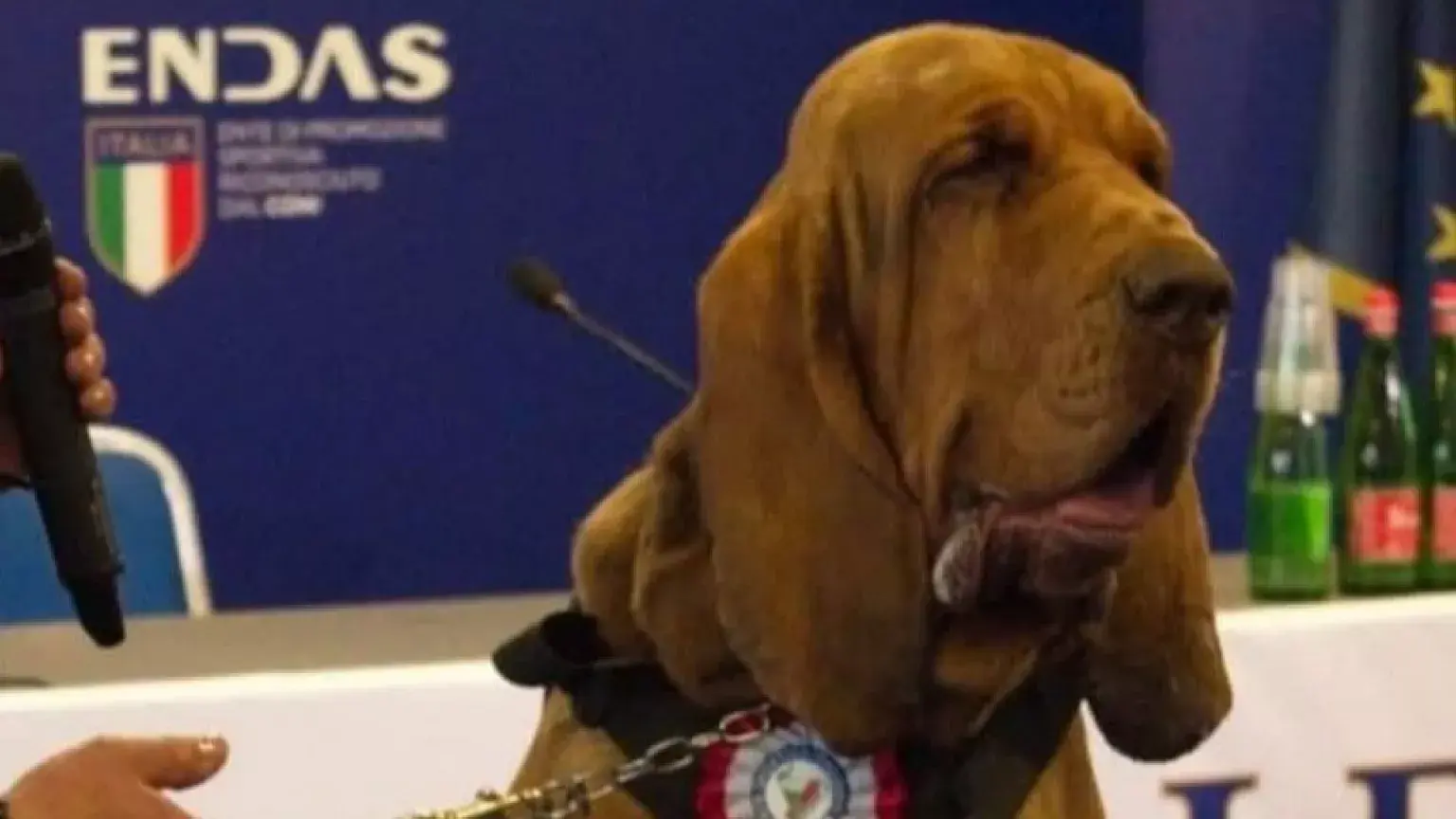 Indigna en Italia la muerte de perro policía tras ingerir comida con clavos
