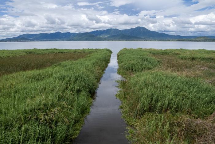 Inicia programa para rehabilitar más de 60 hectáreas del lago de Cuitzeo: Compesca