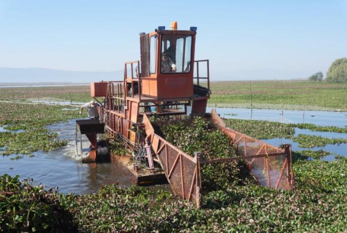 Intensifican trabajos de recuperación en el lago de Cuitzeo con maquinaria especializada