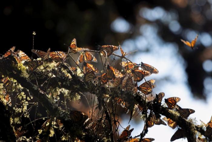  Inversión de 1 mdd fortalece la protección de la Reserva de la Biósfera de la Mariposa Monarca