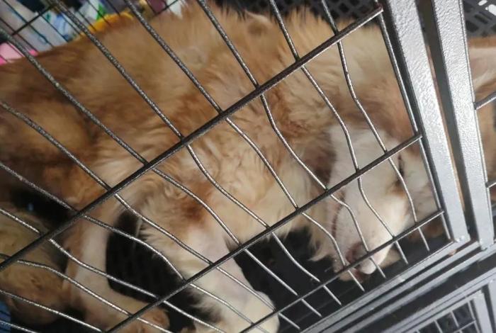 Investiga FGE 3 casos de maltrato animal ocurridos en Morelia