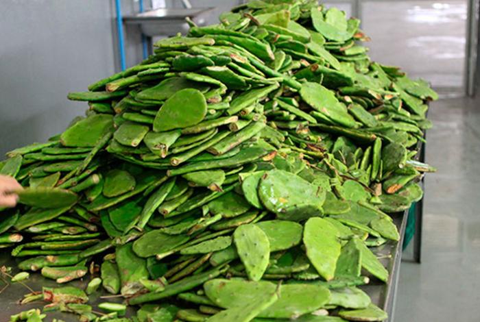 Investigadores de la UNAM transforman residuos de nopal en fertilizante orgánico para restaurar suelos