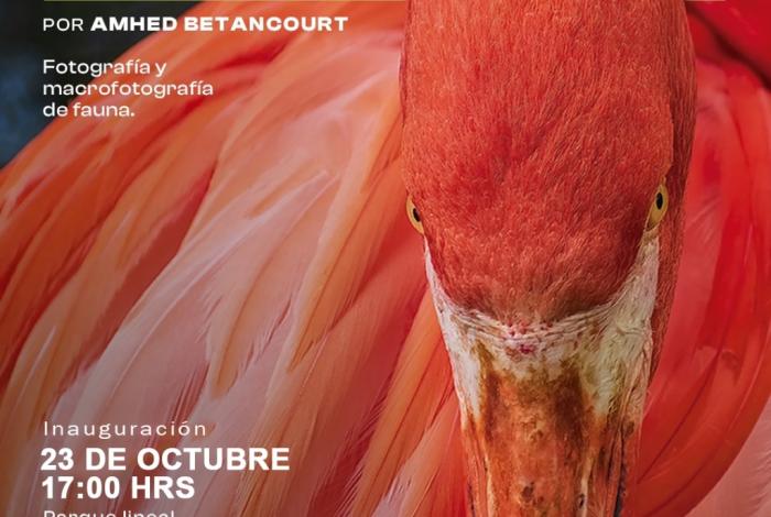 Invita SeCultura Morelia a exposición fotográfica ‘Mensajeros y promesas’