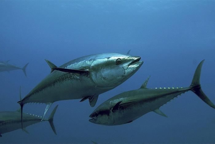 Japón anuncia un acuerdo para expandir la pesca de atún rojo tras la oposición de México