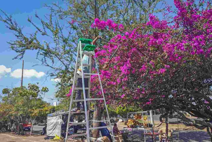 Jiquilpan mantiene sus áreas verdes con trabajos permanentes de poda y limpieza