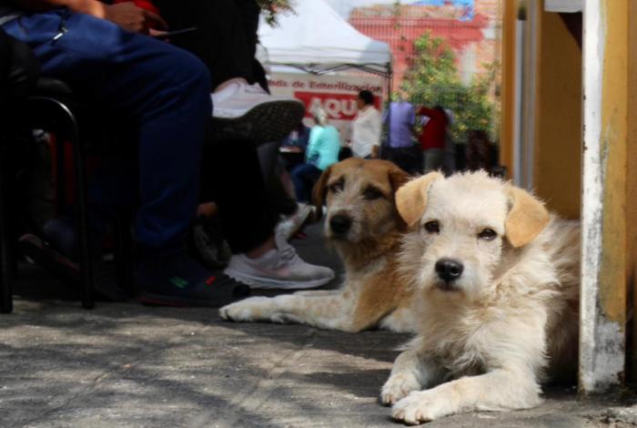 Jornadas de esterilización gratuitas para perros y gatos en Caltzontzin y Tomendán