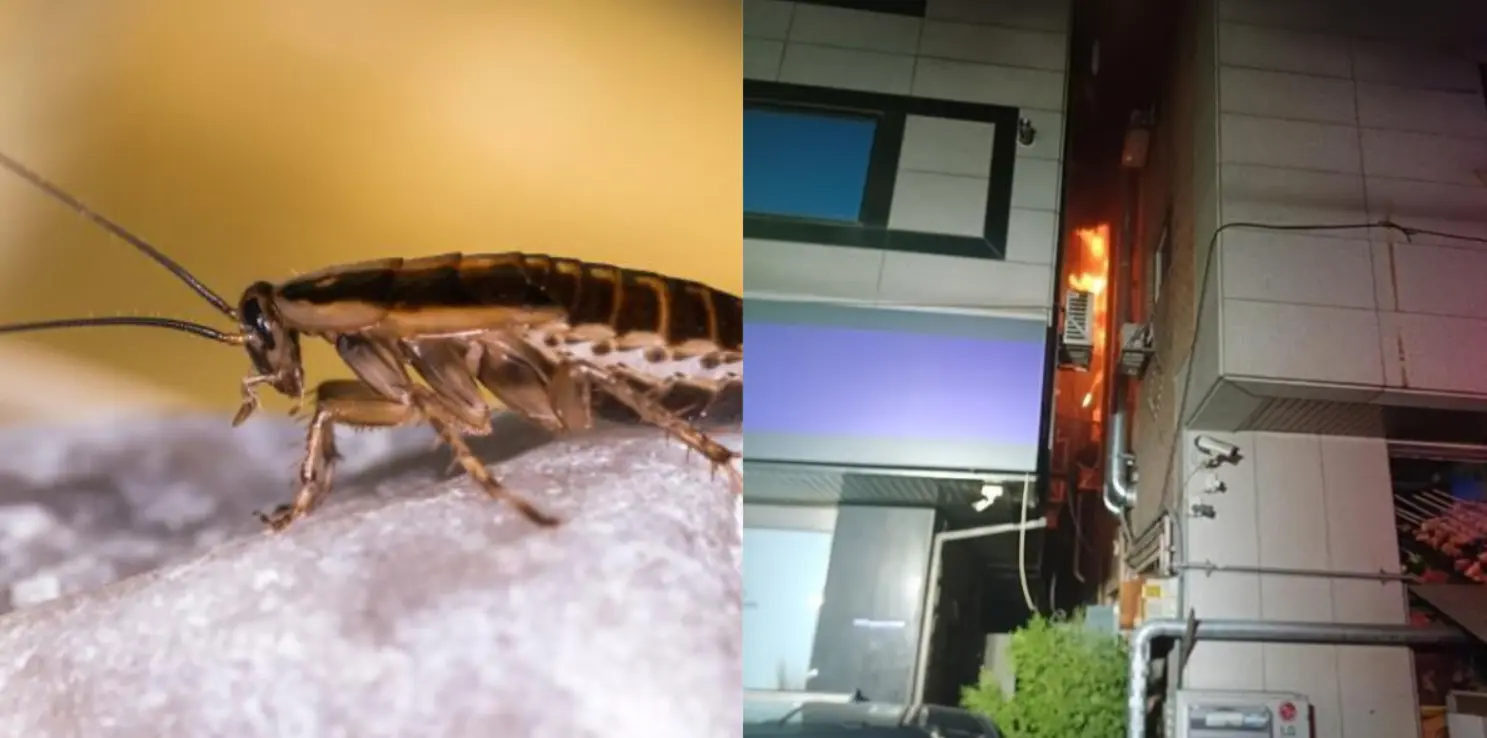 Joven intento eliminar una cucaracha y provoco un incendio en Corea del Sur