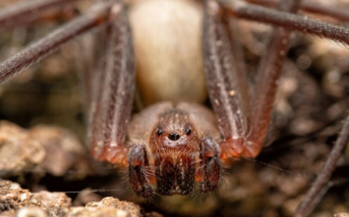 Joven muere por piquete de araña violinista en Sonora