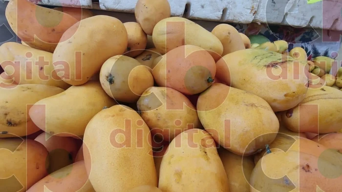 Kilo de mango se mantiene entre los 15 y 30 pesos