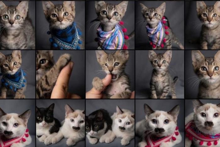 La Casa de Gatifa lanza rifa solidaria para salvar a Rito y Pirata