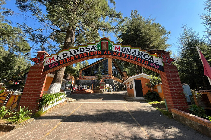 La monarca viene tarde, pero ya hay muchas en los santuarios michoacanos, que hoy abren al turismo