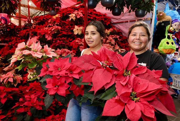 La Navidad florece en Michoacán; es el segundo mayor productor de Nochebuena en México: Bedolla