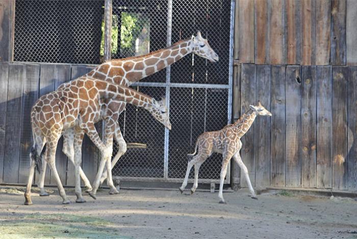 La nueva jirafita de Zoológico de Morelia ya está con su manada