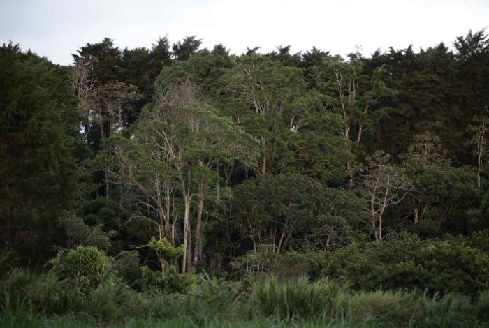 La superficie forestal mundial se redujo en 41 millones de hectáreas entre 2015 y 2025