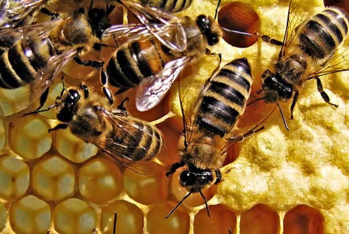 Las abejas y su aporte a la humanidad: más importantes de lo que mucha gente cree