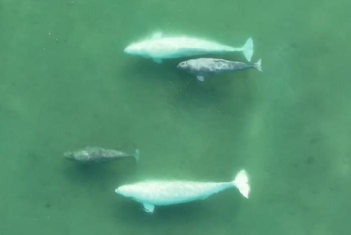 Las ballenas beluga de Alaska intercambian parejas para sobrevivir a largo plazo