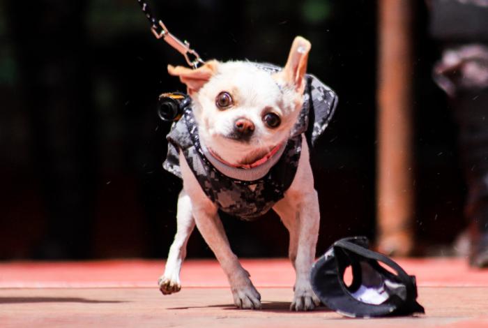 Las "extravagancias" en las mascotas, una moda insana que ha activado alertas entre veterinarios