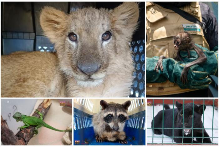 Leones, jaguares, venados y hasta un mono araña: ZooMorelia ha recibido 478 animales rescatados