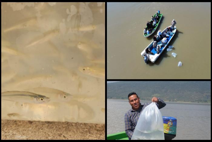 Liberan 20 mil acúmuras y 10 mil ejemplares de pez blanco; solo existen en el Lago de Pátzcuaro y corren peligro