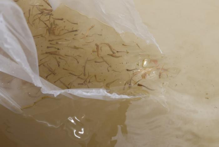 Liberan 60 mil peces blancos en el lago de Pátzcuaro para fortalecer la conservación y repoblamiento