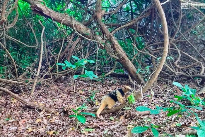 Liberan a tamandúa mexicana en la comunidad de El Bejuco