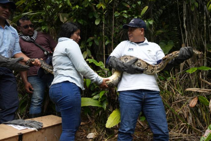 Liberan en el Pacífico colombiano a 47 animales salvajes rescatados del tráfico ilegal
