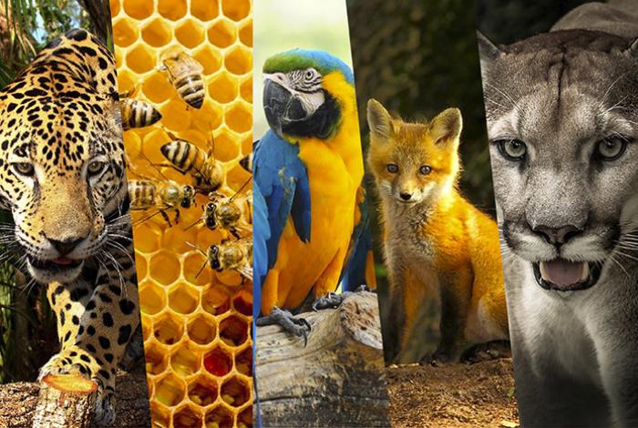 Llaman a redoblar esfuerzos y aumentar la financiación para proteger la biodiversidad