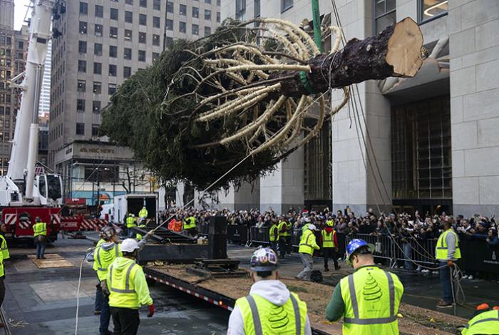Llega al Rockefeller Center su famoso árbol de Navidad; pesa 11 toneladas