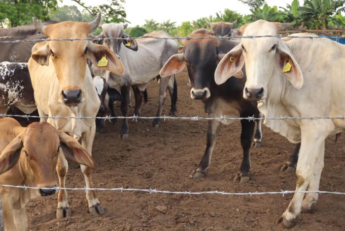 Llega la Feria Ganadera a Michoacán: Impulsar el Mejoramiento Genético y la Producción Pecuaria