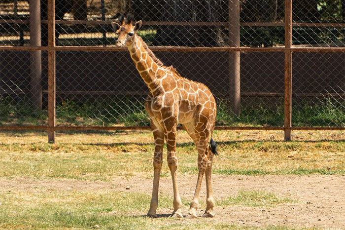 ¡Llegó la hora de dejar tu mancha! Ponle nombre a la nueva jirafita del Zoológico de Morelia