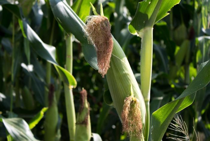 Lluvias dañan dos mil hectáreas de producción de alimentos en Michoacán 