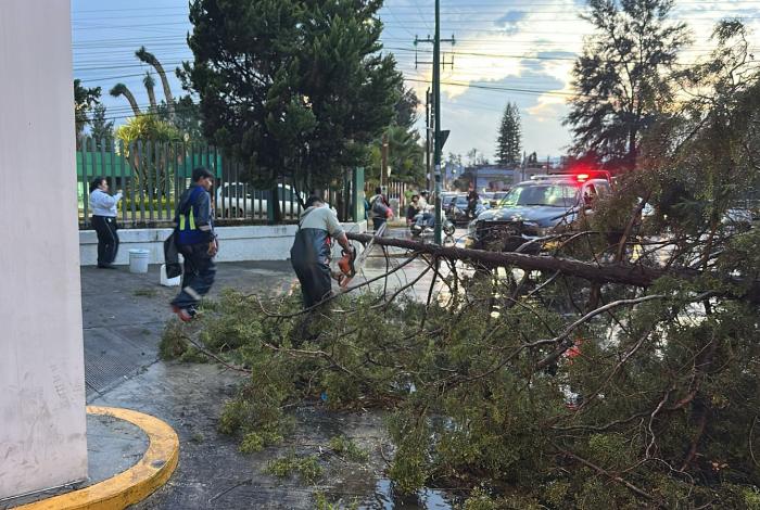 Lluvias dejan 31 árboles derribados este 2025, en Morelia
