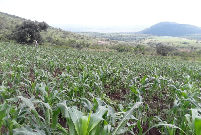 Lluvias no impactan producción de agro-alimentos en Morelia